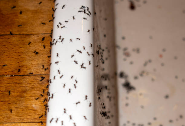 Wasp Removal Services in Kaaawa, HI